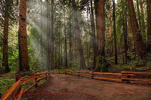 Muir Woods,beach,wedding,venues